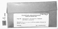 Melampsora allii-populina image